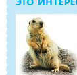 Желтый суслик