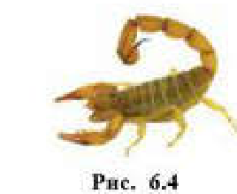 Рис. 6.4
